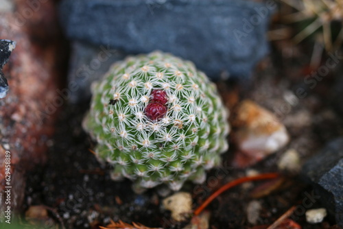 Pediocactus knoweltonii kaktus photo