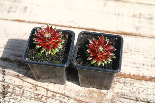 rojnik Smit's Seedling Sempervivum photo