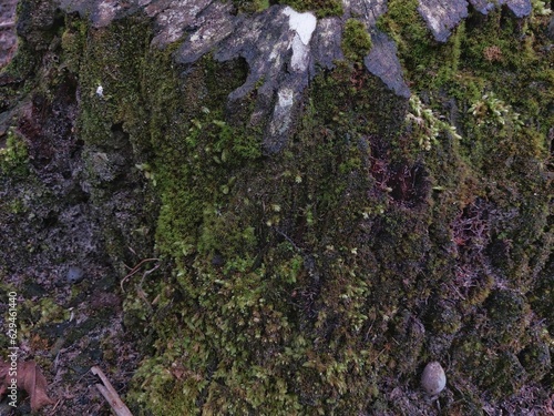 Green moss grown on a piece of old timber wood tree branch in the rain forest close up