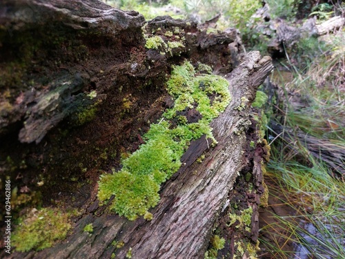 Green moss grown on a piece of old timber wood tree branch in the rain forest close up