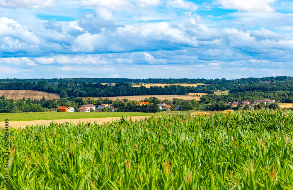 Fototapeta premium Summer rural landscape with cornfields and forests