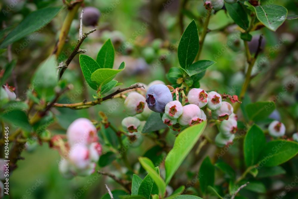 Ripe bilberries on the branches of a bush in the garden