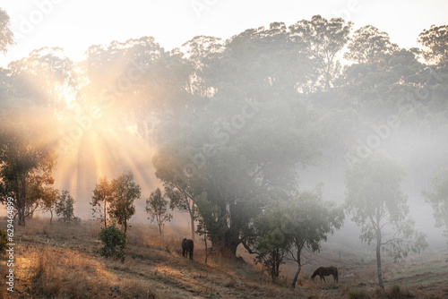 Yearly morning. Horses grazing  on a pasture 