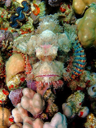 Fotografia Masked scorpionfish on the coral reef
