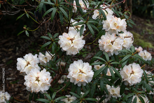 Rhododendron Irroratum Blooming Flowers photo