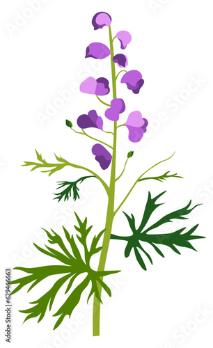 Aconite flower in blossom, wildflower or grass