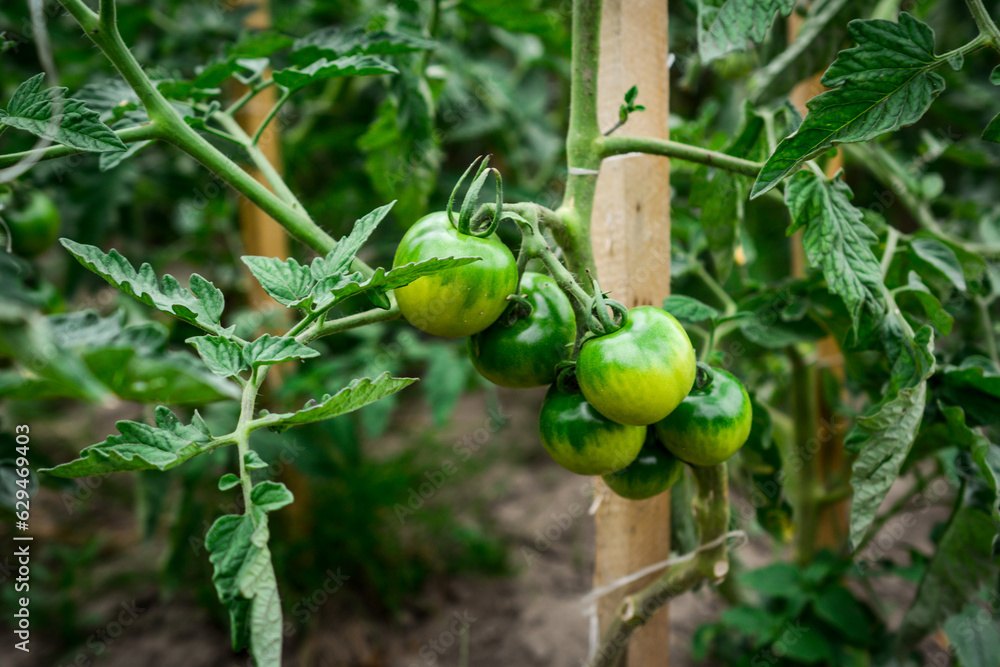 Green unripe tomatoes growing on a branch in the garden Green unripe tomatoes growing on a branch in the garden