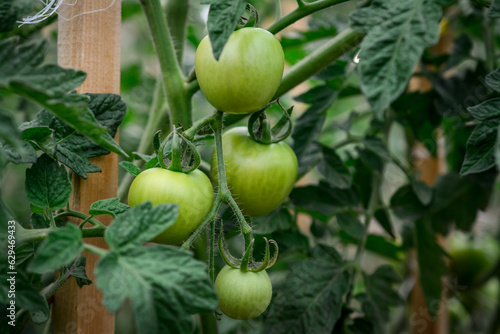 Green unripe tomatoes growing on a branch in the garden