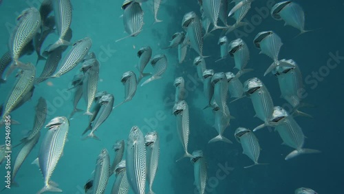 silversides hiding behind secret rocks under sun shine and beams underwater silverside fish school wavy sea protection ocean scenery behaviour backgrounds Atherina boyeri) photo