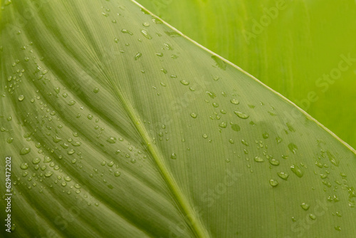 water droplets on green leaves after rain. ESG concept of environmental, social and governance. Banner, cover, mockup, pattern, wallpaper for your design copy space