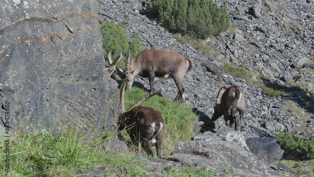 Alpine ibexes males at grazing in the summer season (Capra ibex) Alpine ibexes males at grazing in the summer season (Capra ibex)