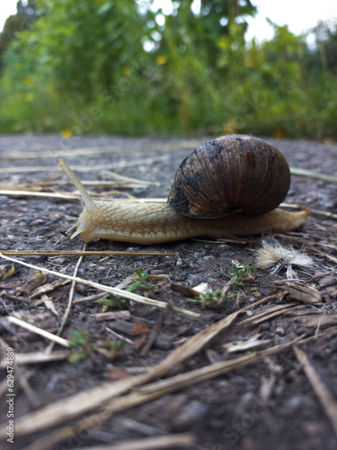 snail on the trunk