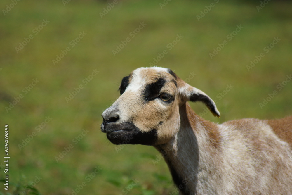 Tiere Gänse,Ziegen,Dromedare,Alpakas,Dammwild alles in einem Tierpark Tiere Gänse,Ziegen,Dromedare,Alpakas,Dammwild alles in einem Tierpark