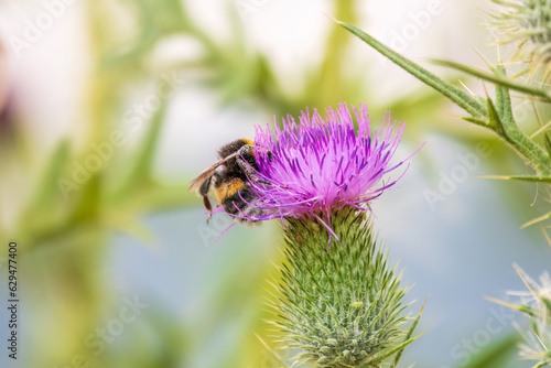 Bumble-bee sitting on wild thistle purple flower © Dmitrii Potashkin