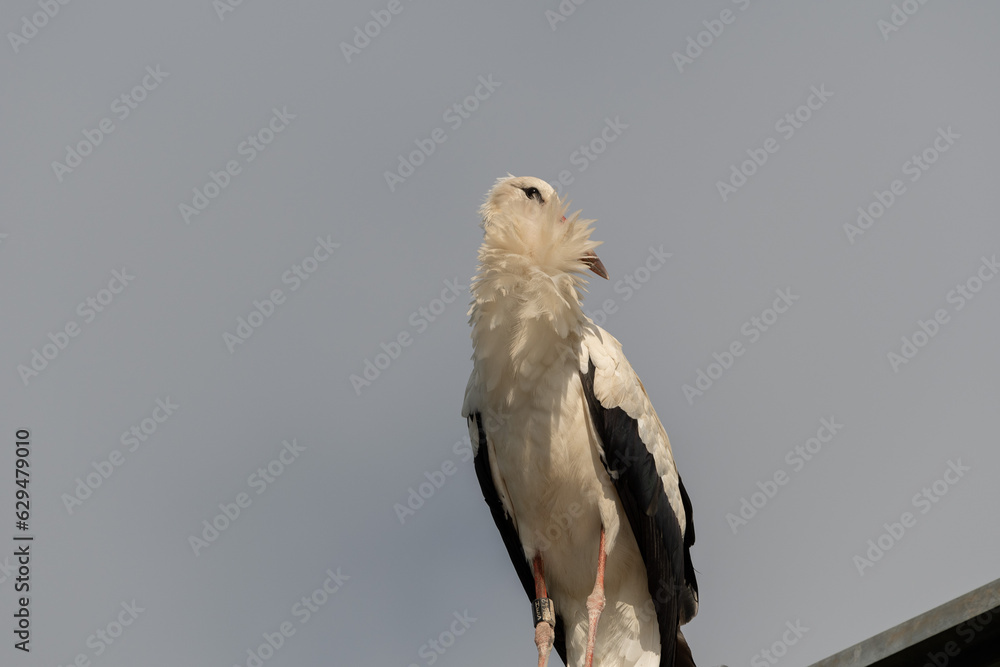 Majestic stork is sitting on a street lamp in Pfaeffikon in Switzerland Majestic stork is sitting on a street lamp in Pfaeffikon in Switzerland
