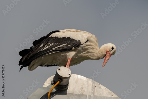 Majestic stork is sitting on a street lamp in Pfaeffikon in Switzerland photo