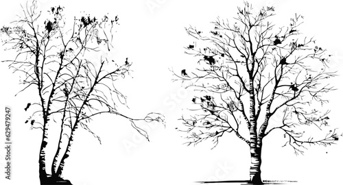 birch tree silhouettes set illustration
