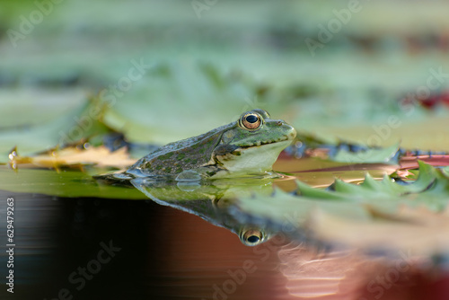 Frog and water lilies in a pond in Zurich in Switzerland