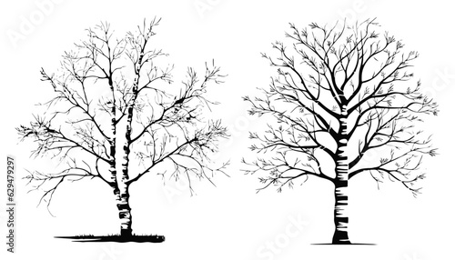 birch tree silhouette set illustration