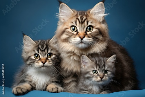 portrait of a cat with two kittens