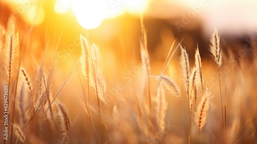 golden wheat field © Veronika