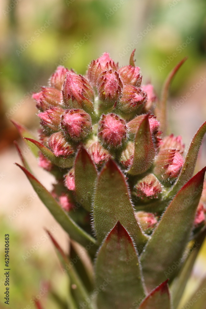 rojnik Olivine Sempervivum rojnik Olivine Sempervivum