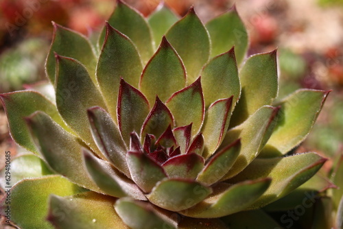 rojnik Olivine Sempervivum