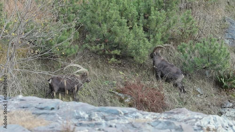 Two Alpine ibexes males ready for the challenge (Capra ibex) Two Alpine ibexes males ready for the challenge (Capra ibex)