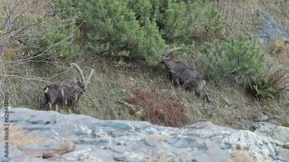 Two Alpine ibexes in challenge (Capra ibex) Two Alpine ibexes in challenge (Capra ibex)