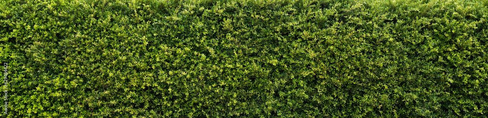 Green grass wall , green leaf texture, natural green backdrop, fresh green leaves background. small leaved green shrub, leaf wall environmentally friendly.. Green grass wall , green leaf texture, natural green backdrop, fresh green leaves background. small leaved green shrub, leaf wall environmentally friendly..