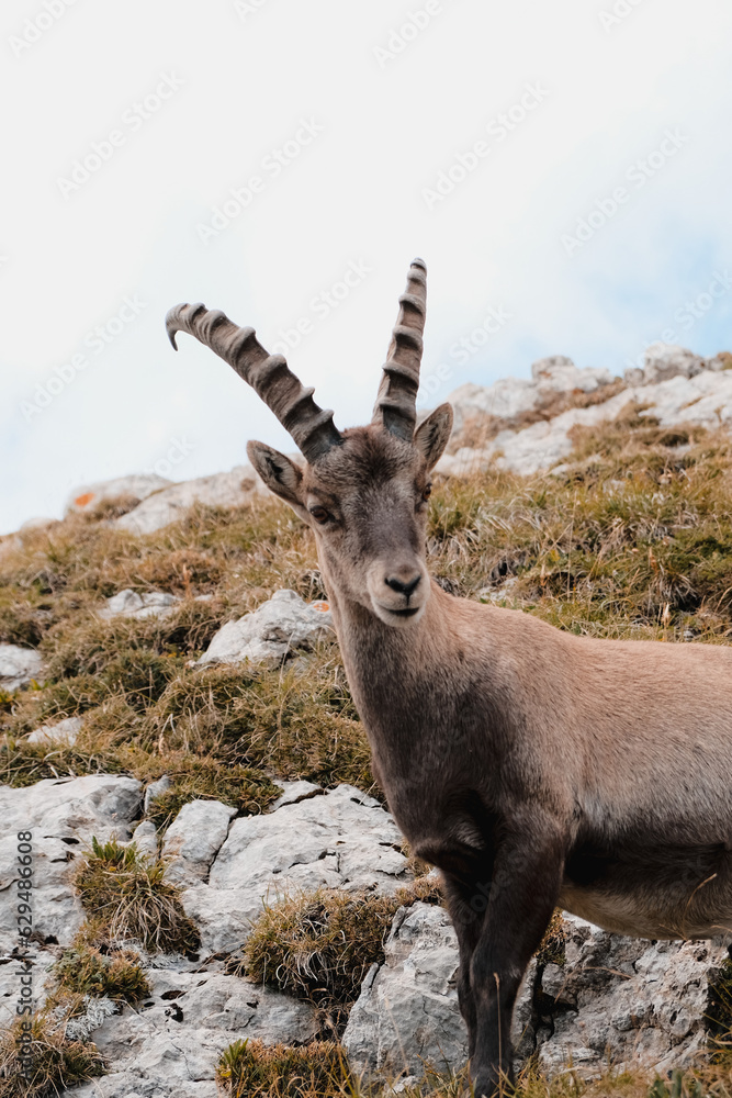 mountain goat on the rocks