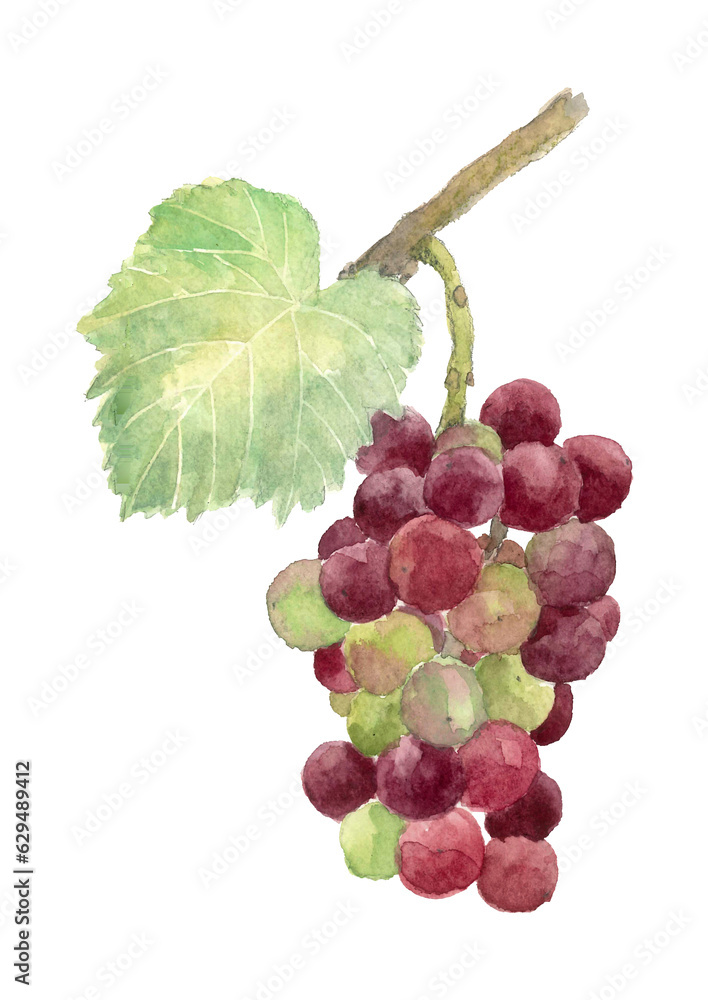 Fototapeta premium 水彩で描いた色づき始めた葡萄のイラスト 白バック 透過背景