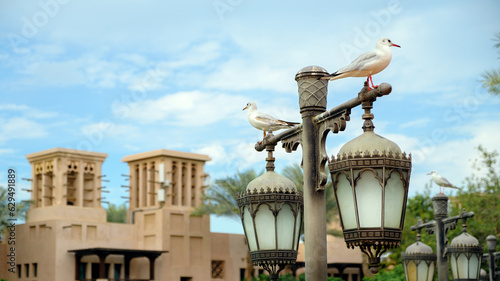 Seagulls sitting on the streetlights. Dubai, UAE