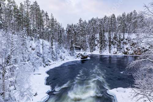 snow covered trees in winter photo