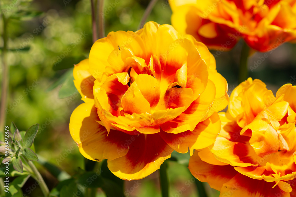 gelbe rose gelbe rose