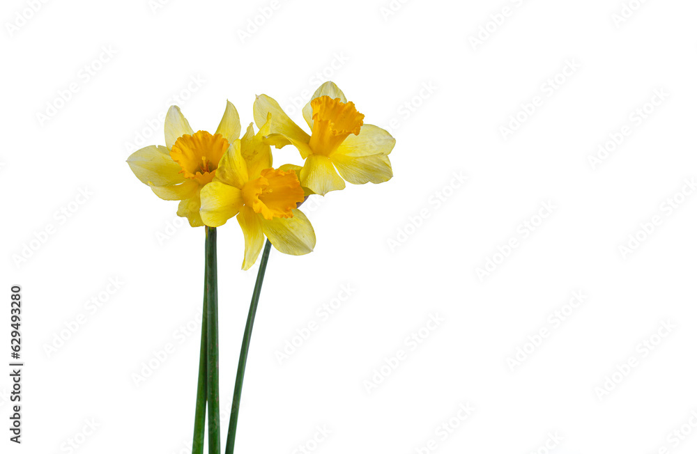 beautiful yellow flowers daffodils in a vase on a white background beautiful yellow flowers daffodils in a vase on a white background
