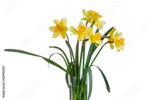 Tablou canvas beautiful yellow flowers daffodils in a vase on a white background