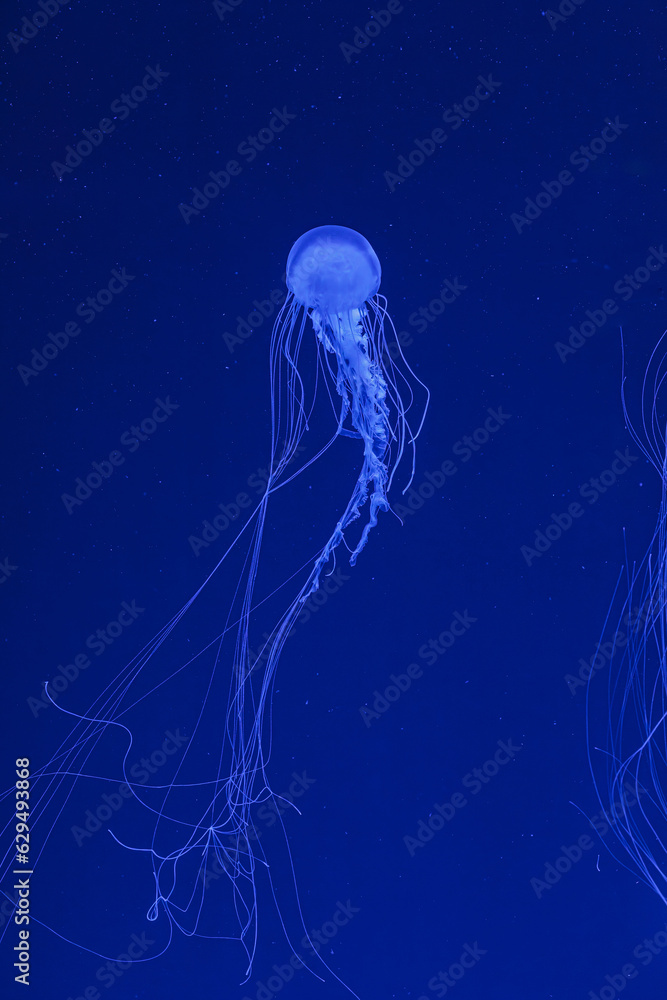 underwater shot of beautiful Chrysaora quinquecirha underwater shot of beautiful Chrysaora quinquecirha