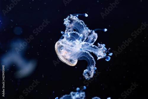 underwater shot of a beautiful Australian Spotted Jellyfish © Minakryn Ruslan 