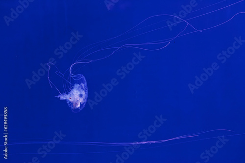 underwater shooting of beautiful Amakusa Jellyfish small (Sanderia Malayensis) photo