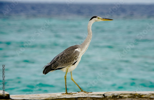 Grey Heron on jetty 