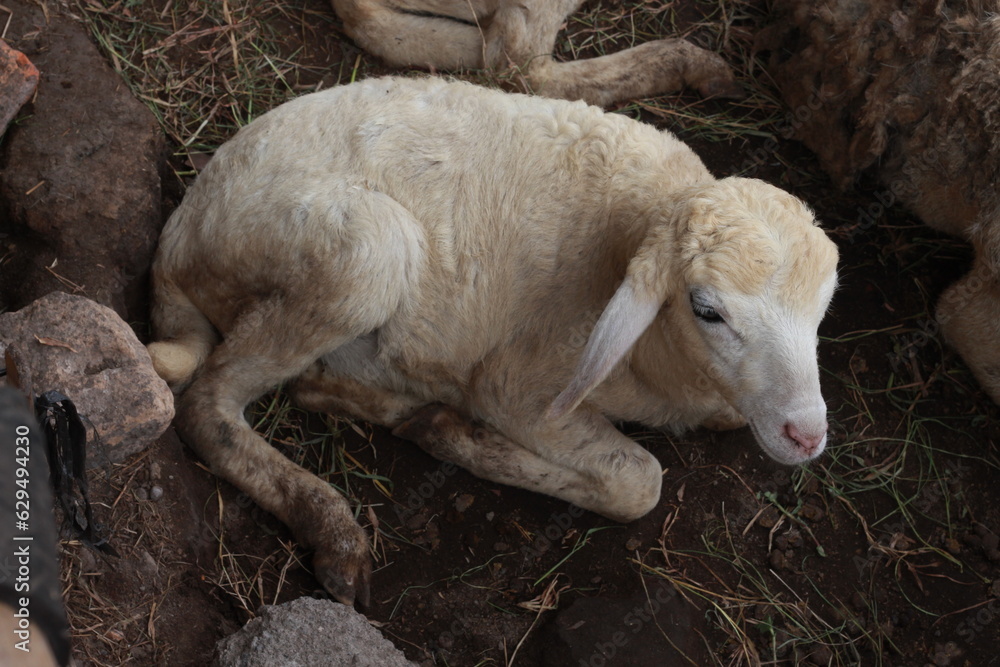 Indonesian goats on the farm. A well-groomed goat without horns. Yellowish white goat. java goat