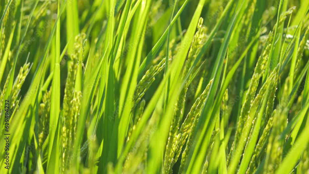 Closeup of ricefield full of paddy Closeup of ricefield full of paddy