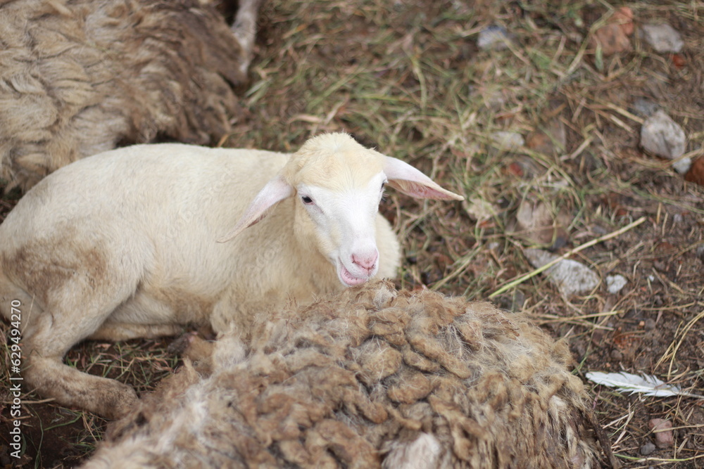 Indonesian goats on the farm. A well-groomed goat without horns. Yellowish white goat. java goat Indonesian goats on the farm. A well-groomed goat without horns. Yellowish white goat. java goat
