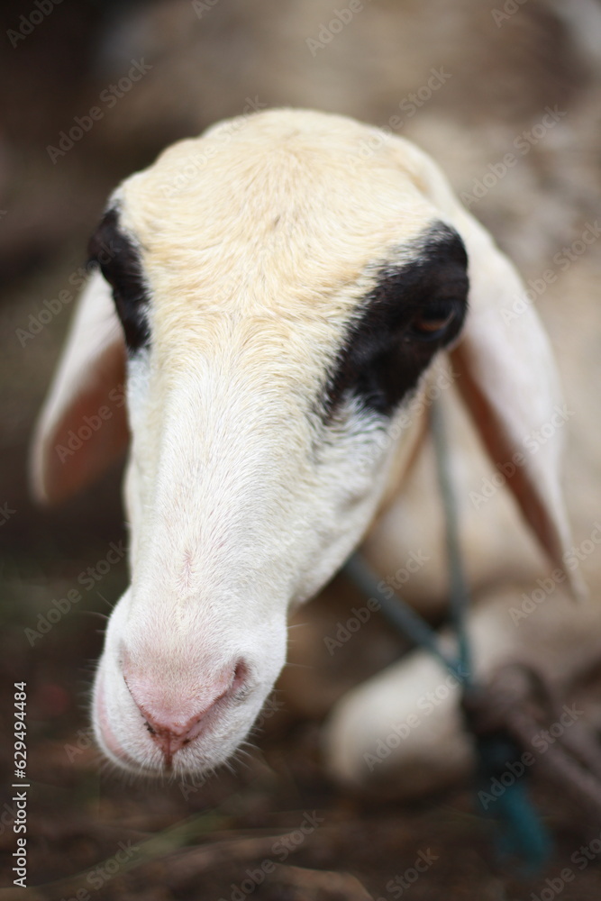 Fototapeta premium close up of the face of the javanese goat or wedus gembel in the cage. white goat