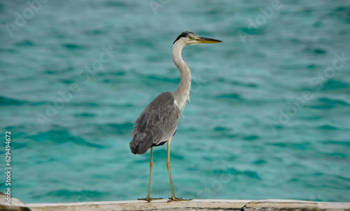 Grey Heron on jetty 