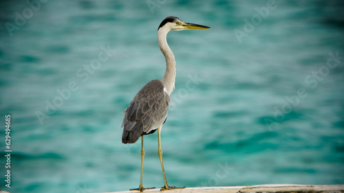 Grey Heron on jetty 