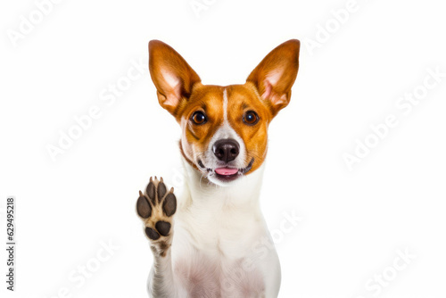 Small brown and white dog with paw up in front of white background.