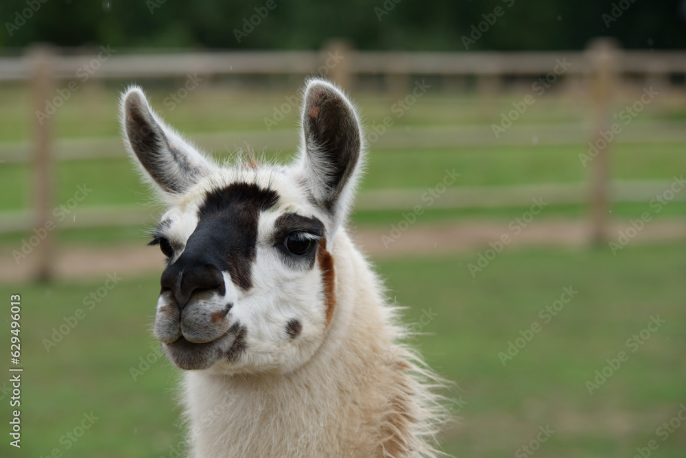black and white llama in an outdoor park in the middle of summer
