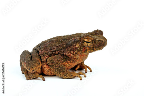 Asian giant toad // Asiatische Riesenkröte (Phrynoidis asper)